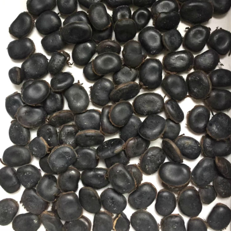 出售现采收油麻藤种子 昊天种业品质保证