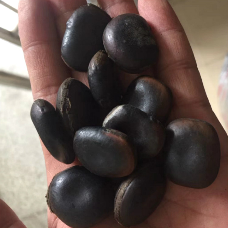 出售现采收油麻藤种子 昊天种业品质保证