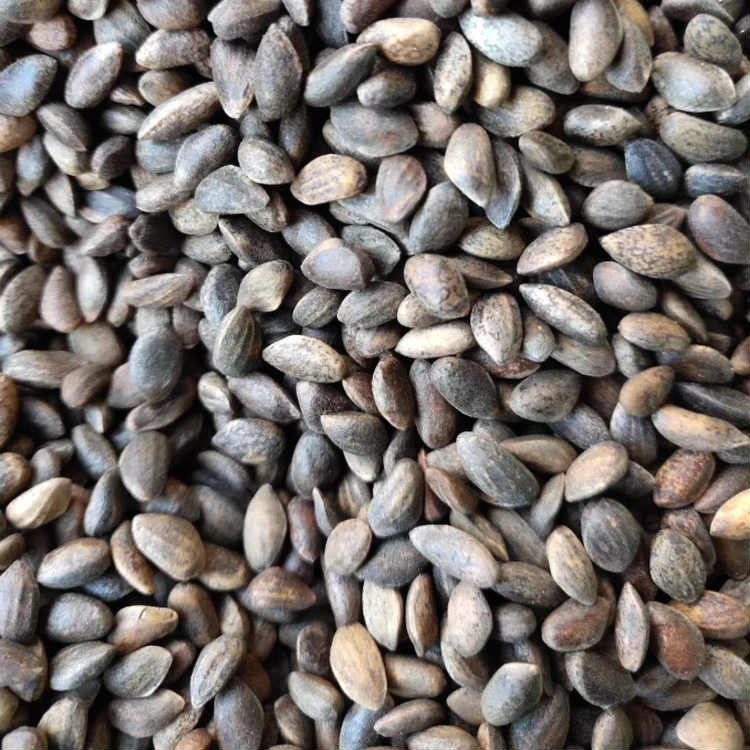 昊天种业油松种子价格 全网一价供应