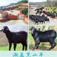 黑山羊种羊,秋季繁殖放牧要点
