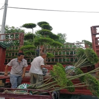 小叶女贞造型树在绿化中的效果