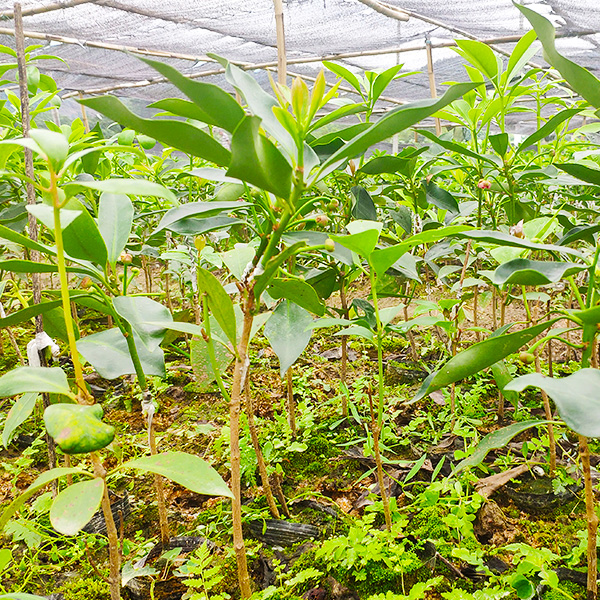 八角幼苗矮化嫁接八角树苗2年半可结果果厚量大