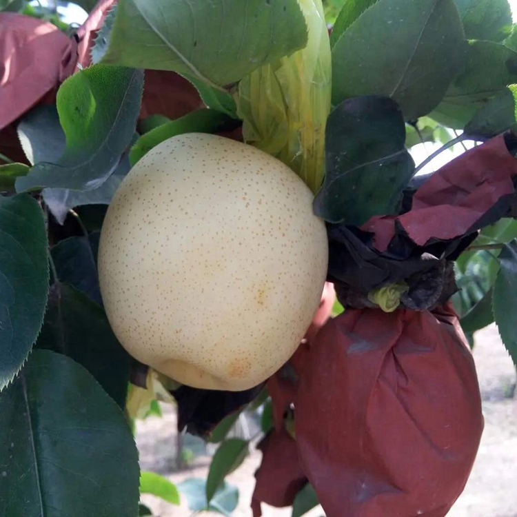 瑞硕农业 1公分丑梨树苗 丑梨梨树价格