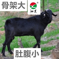 黑山羊的饲养与管理  黑山羊喂养