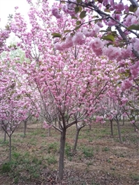 山东泰安樱花，泰安樱花基地，紫叶李批发，四海缘紫叶李首页