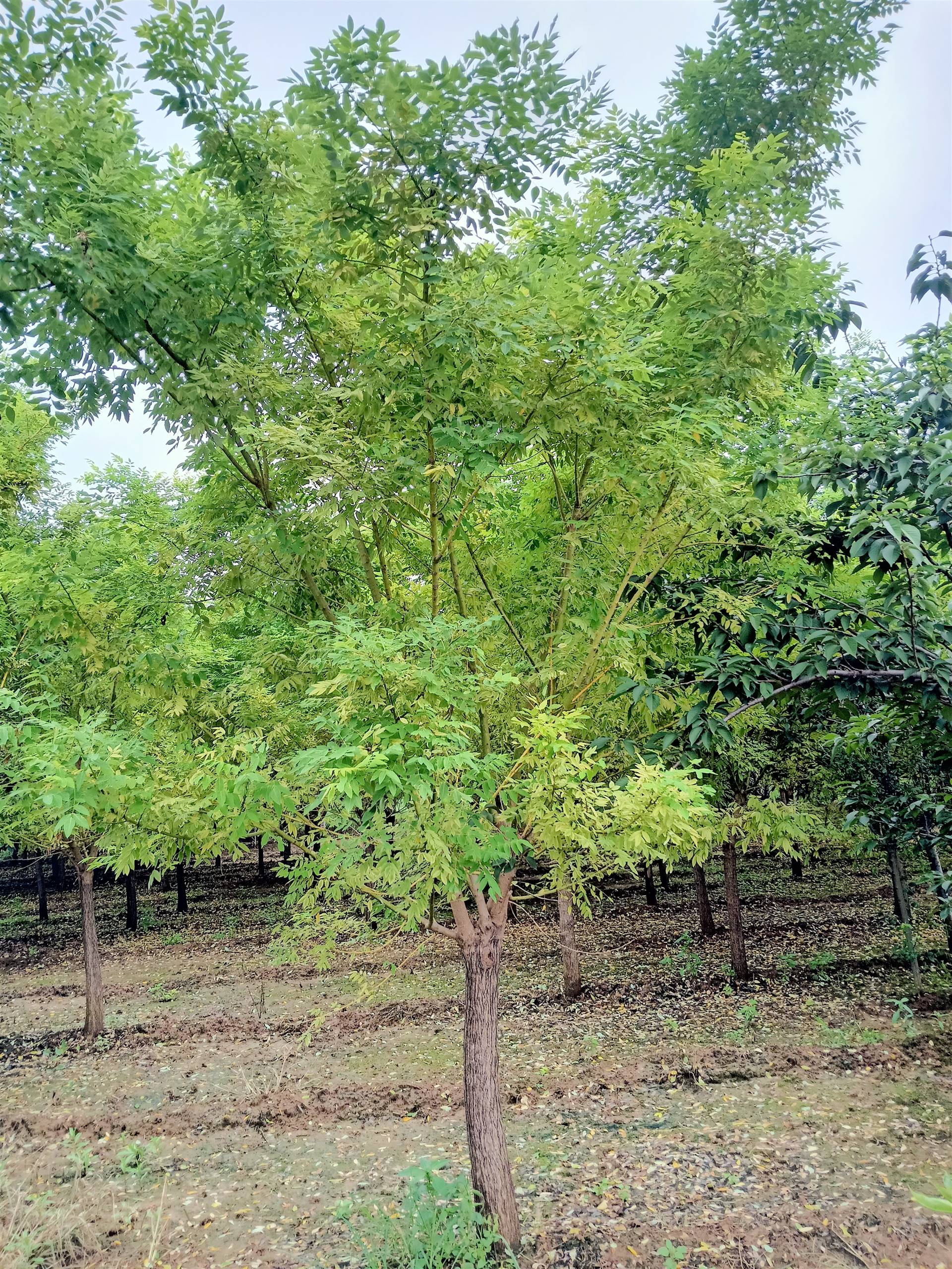 山东泰安最大樱花基地图片