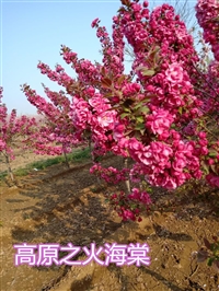 山东泰安樱花，泰安樱花基地，四海缘紫叶李首页，泰安16公分樱花