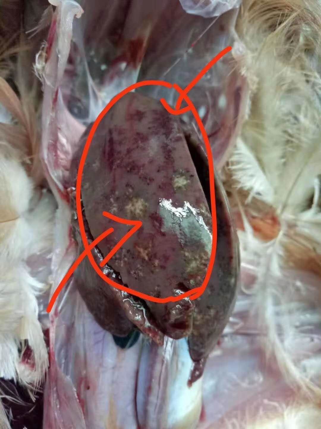 鸡的霉菌毒素解剖图片图片