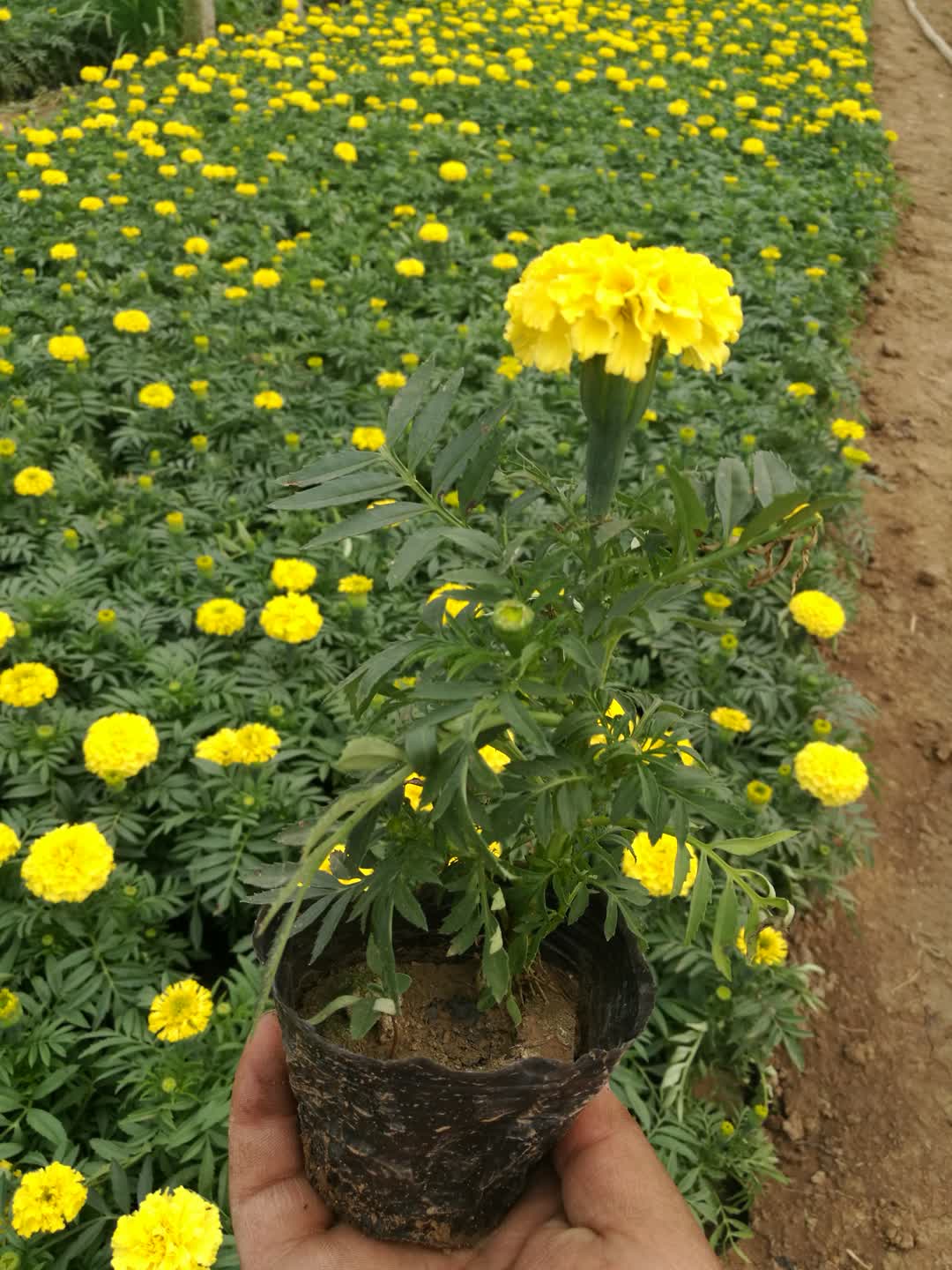 万寿菊种植基地草花租摆用万寿菊基地价格直销