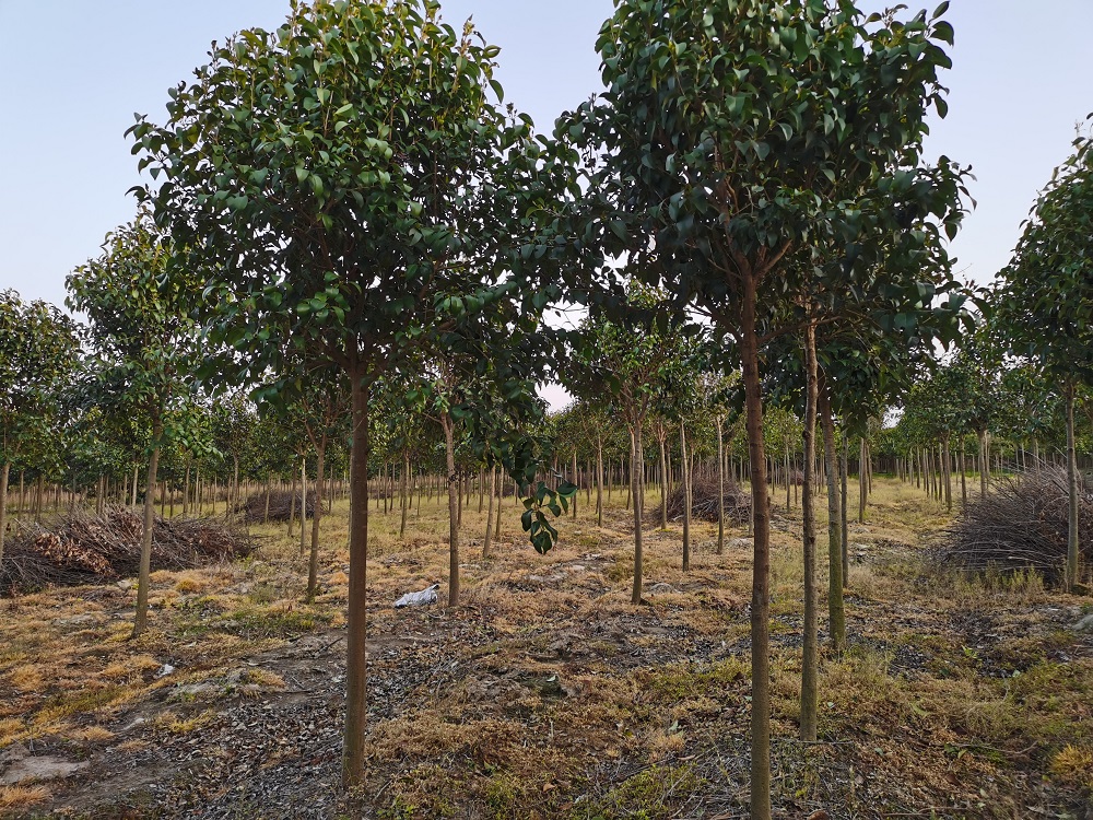 大叶女贞10公分 高杆大叶女贞树价格产地直销