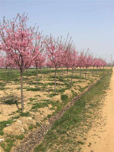 山东泰安樱花泰安6公分樱花泰安10公分樱花泰安12公分樱花