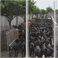 湘美黑山羊一般能长多大  湘美黑山羊主营4-6个月种羊