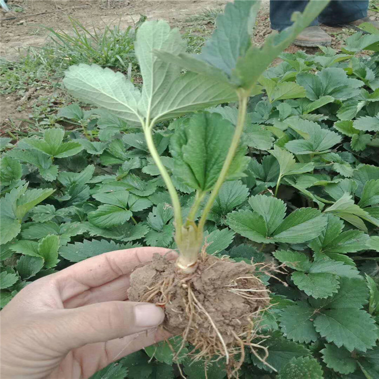 蒙特瑞草莓苗草莓苗可南北方种植草莓苗基地