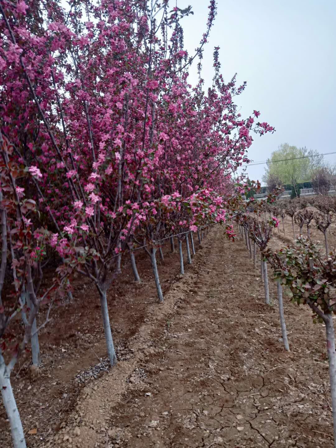 潍坊市樱花树苗哪里有卖