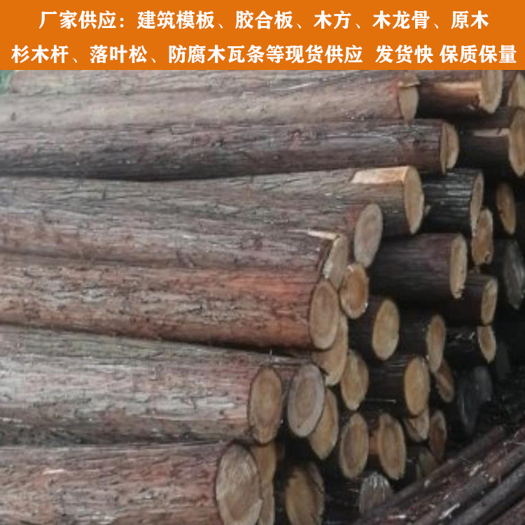 天津打樁原木廠家 落葉松品種齊全 原木廠家供應價格