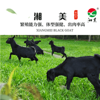 努比亚黑山羊养殖前景分析  努比亚黑山羊养殖前景广阔