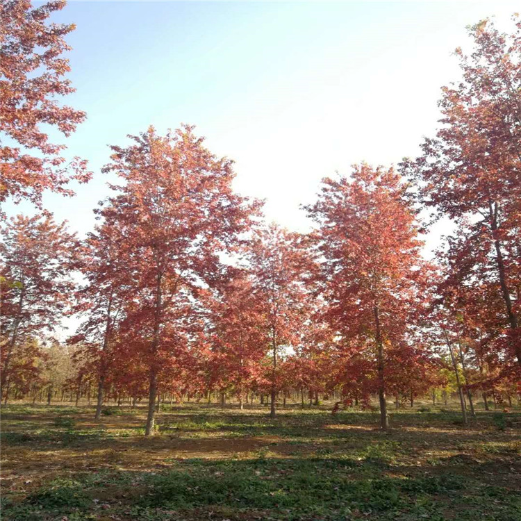 自由人槭 山东自由人槭美化环境 无年限