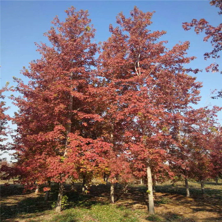 自由人槭,自由人槭基地,山东自由人槭,自由人槭小苗