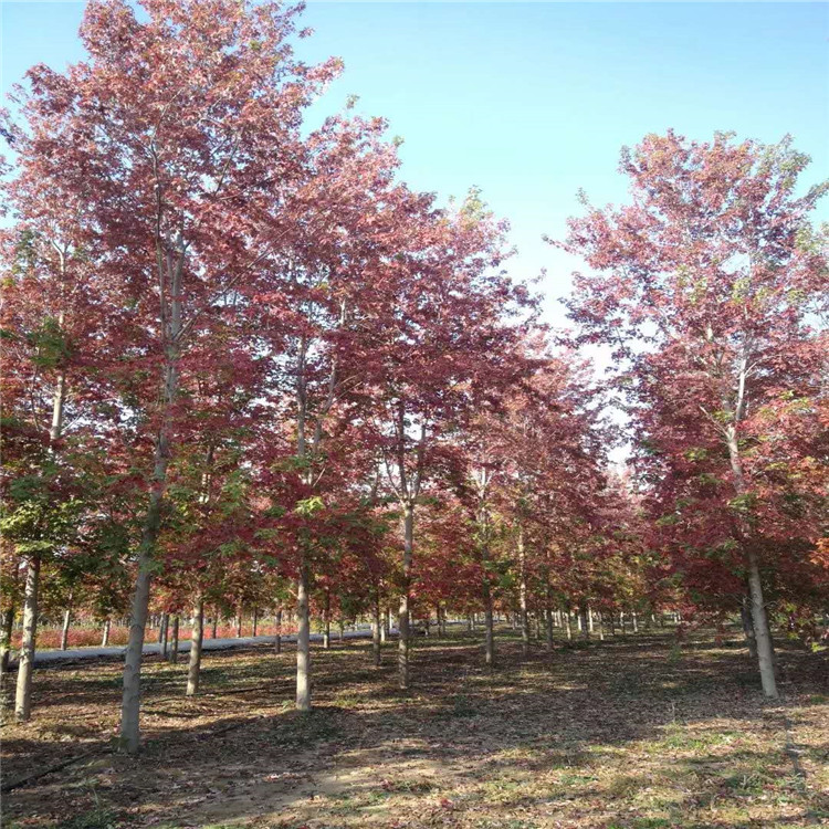 自由人槭 山东自由人槭美化环境 无年限