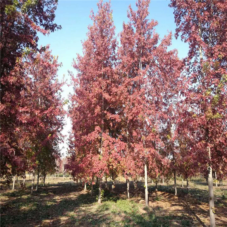 自由人槭 山东自由人槭美化环境 无年限