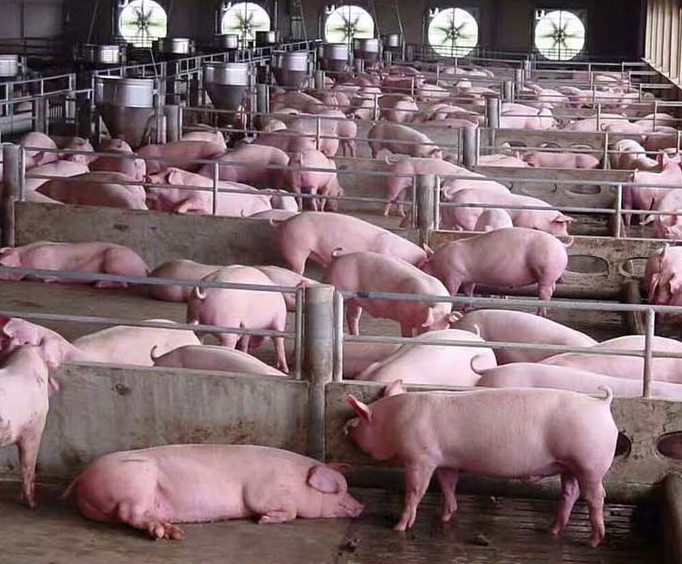 宜昌四脚白太湖母猪养猪场基地 宜昌二代太湖母猪价格便宜