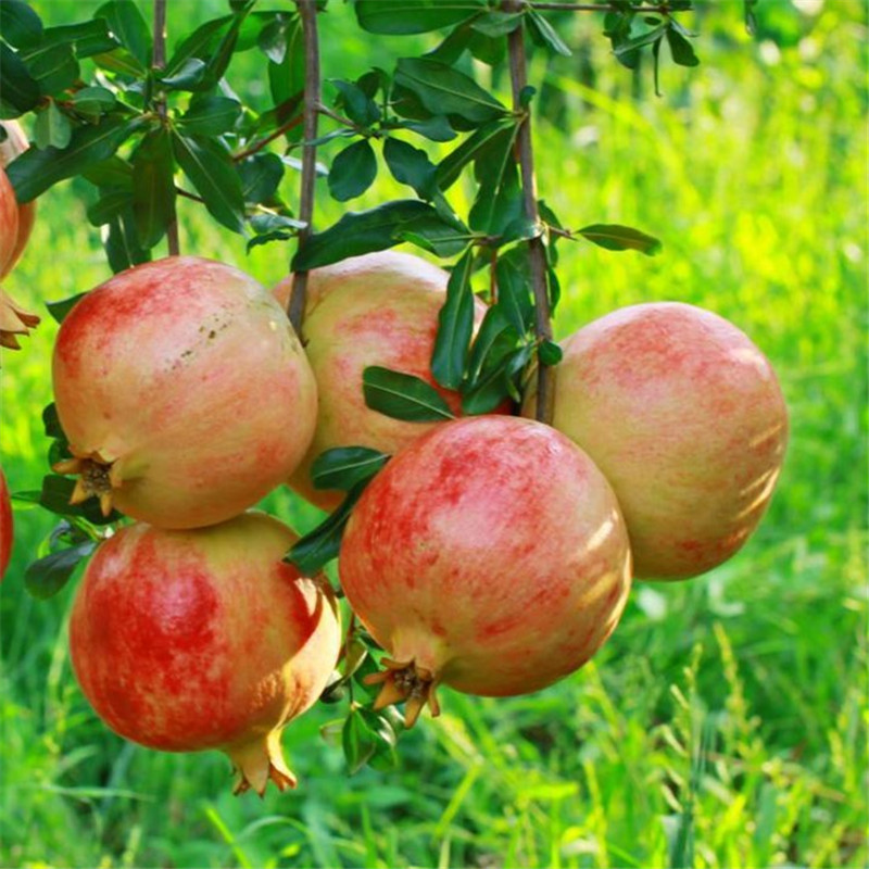 泰山红石榴苗批发 红珍珠石榴苗基地报价 石榴苗新品种量大优惠