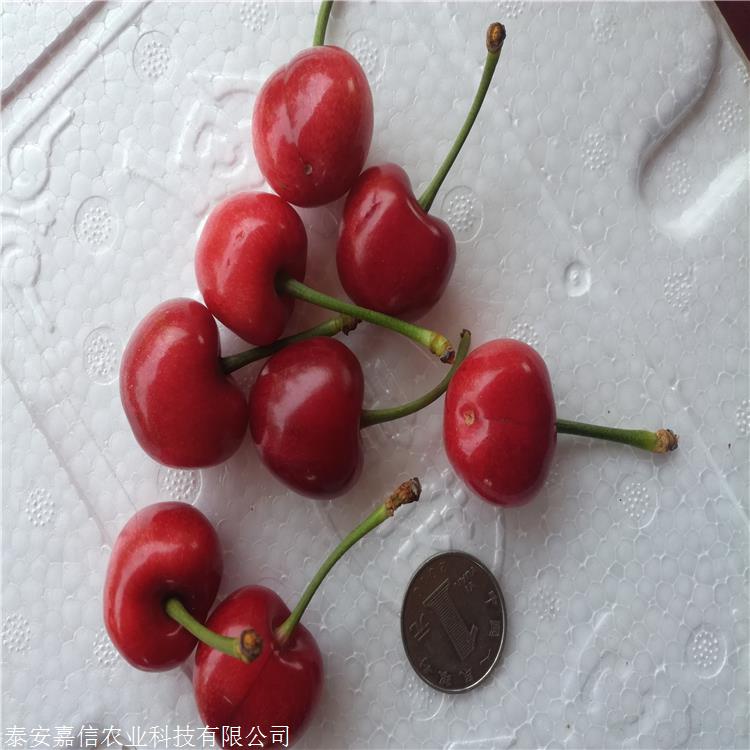 紅燈櫻桃樹苗新品種 紅燈櫻桃樹苗育苗中心