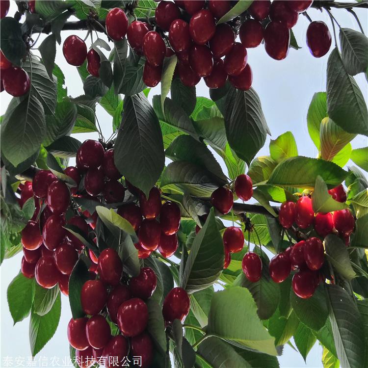 俄罗斯八号樱桃苗授粉树 俄罗斯八号樱桃苗介绍及图片