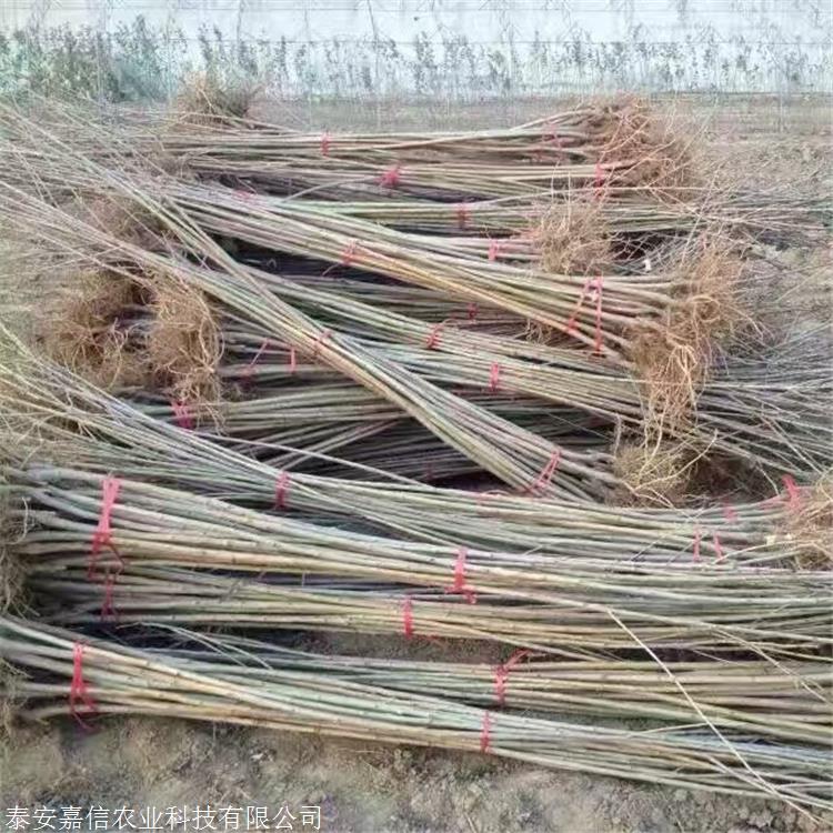 俄罗斯八号樱桃树苗授粉树俄罗斯八号樱桃树苗品种介绍