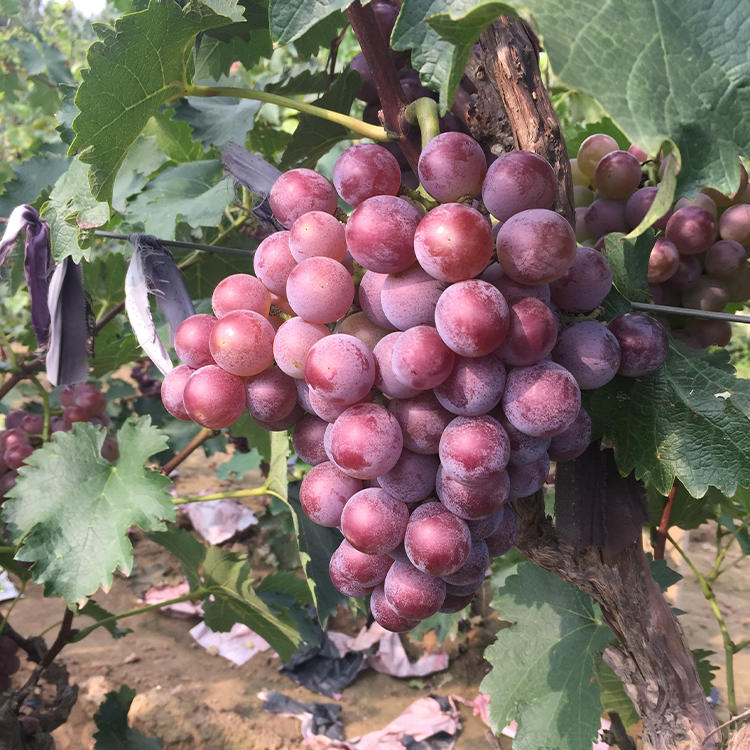 精品巨峰葡萄京优果蔬产地发货无公害香甜可口