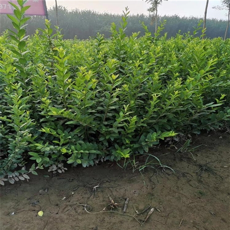 现货供应水蜡种植基地水蜡杯苗水蜡杯苗