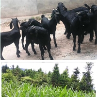 湖南湘美黑山羊养殖基地  湘美黑山羊养殖