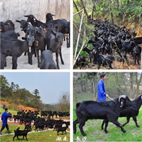 湖南湘美黑山羊养殖基地  湘美黑山羊种羊放养，达到高产目的