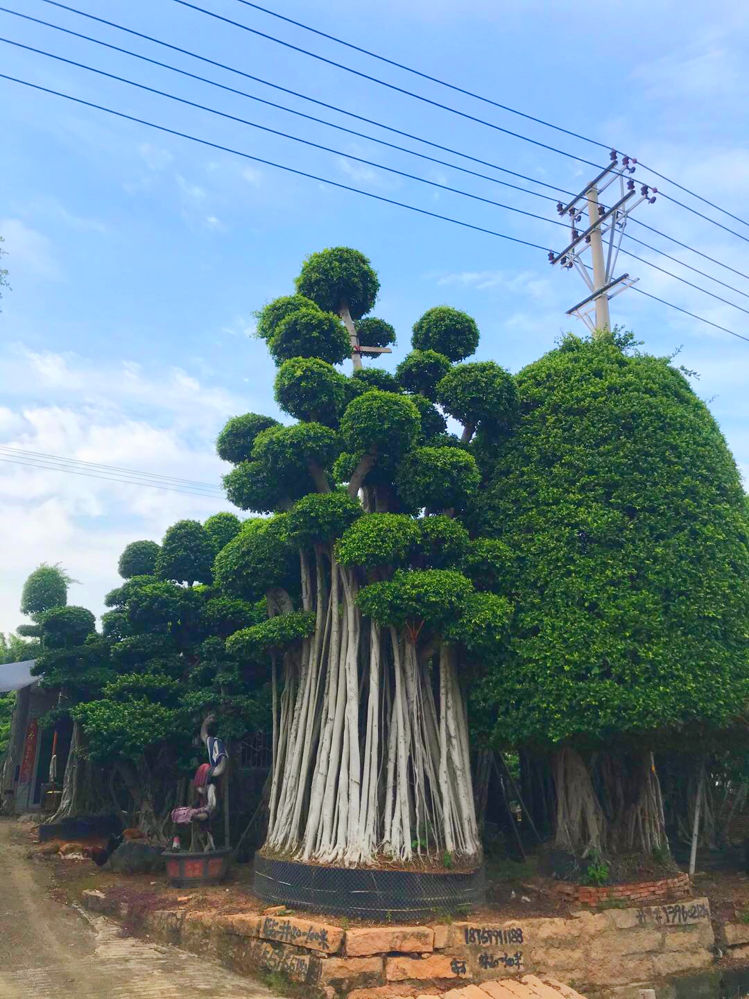 观赏树冠小叶榕桩头冠幅450公分