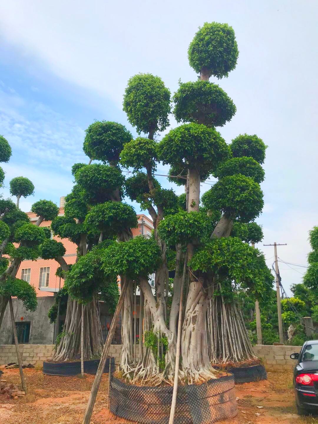 观赏树冠小叶榕桩头冠幅450公分