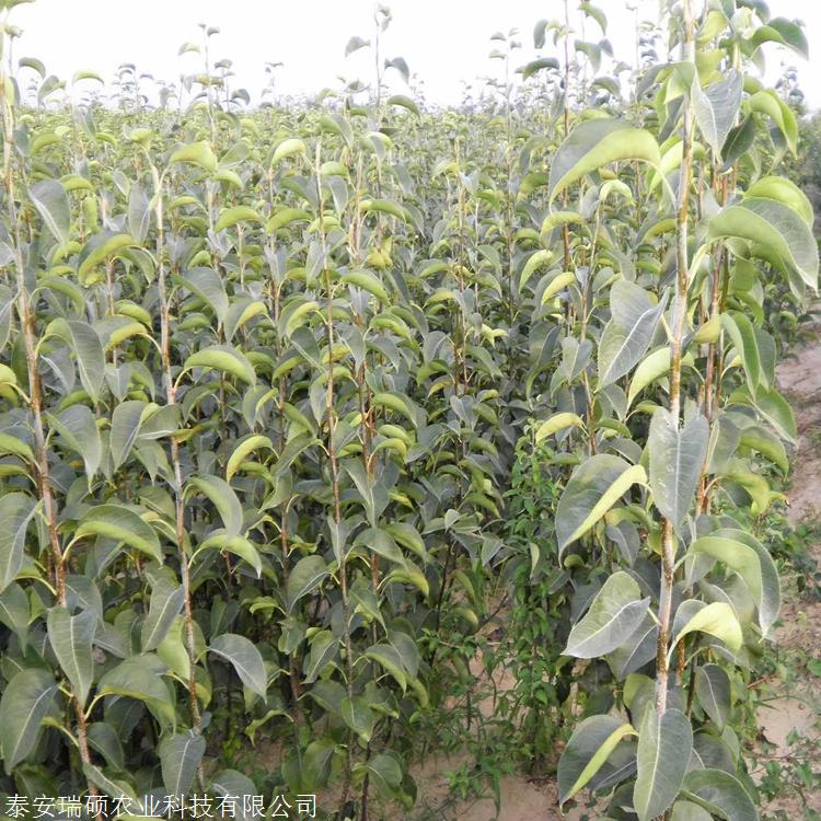 新梨七号梨苗具体介绍