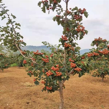 山楂樹種植技術山楂樹基地