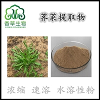 荠菜提取物多糖 水溶性荠菜粉浓缩粉 菱角菜提取物