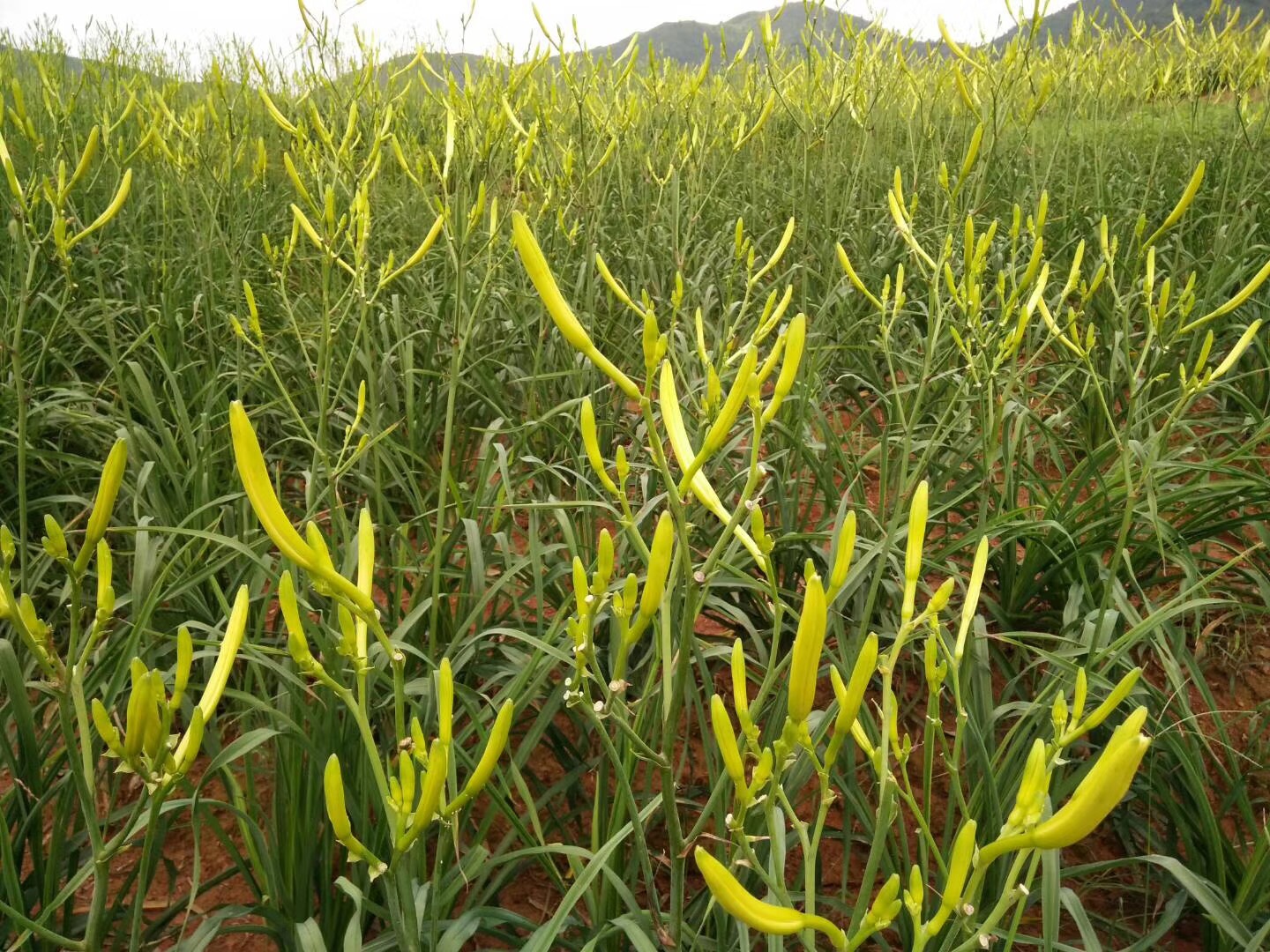 黄花菜种苗2020年黄花菜种子价格