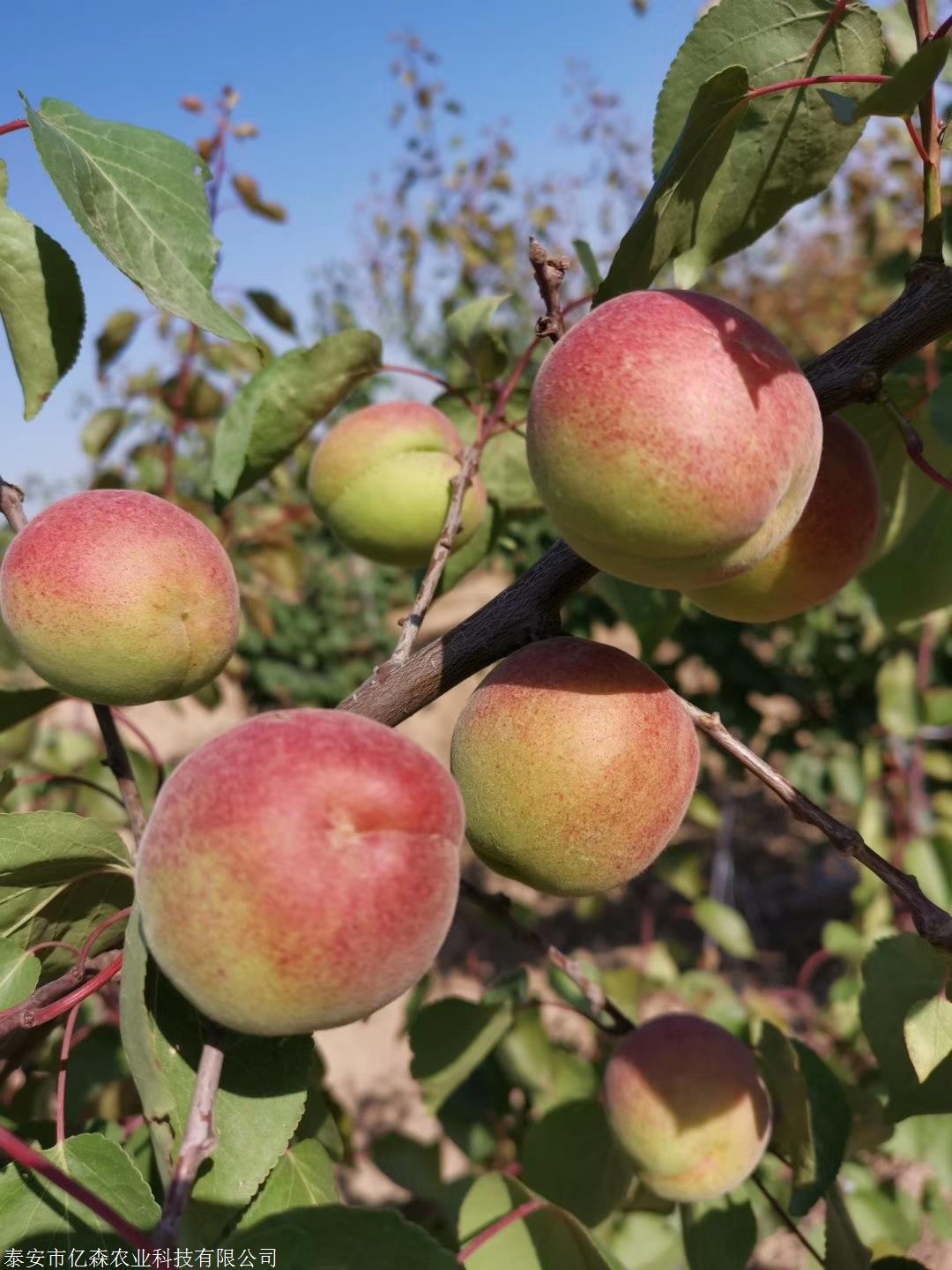 巨蜜王杏苗去哪里买巨蜜王杏树苗