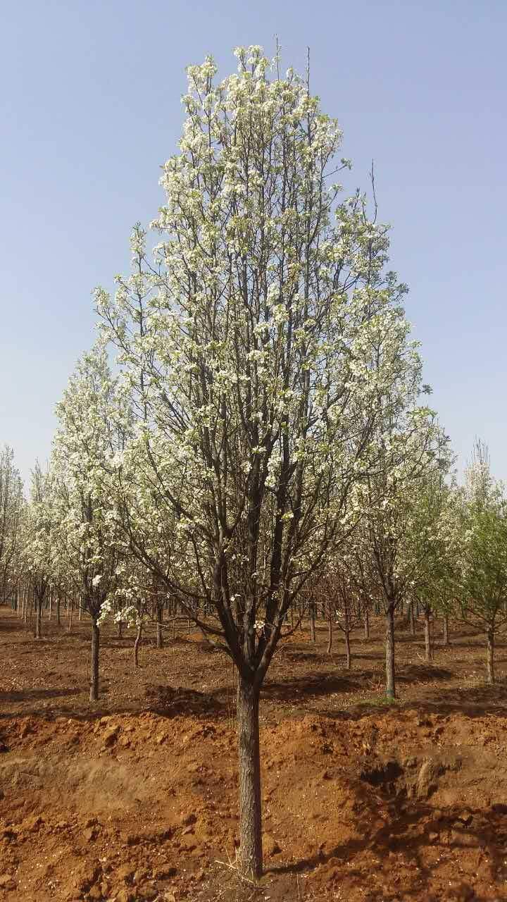 山东彩叶豆梨 寿光基地 质量保证