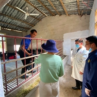 养殖黑山羊种什么牧草  黑山羊养殖并不复杂