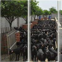 求购黑山羊种苗  黑山羊种羊购买，选种，饲养