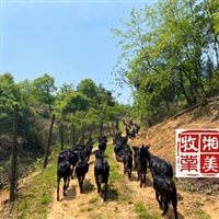 山区放养黑山羊，山里野草资源养羊合适