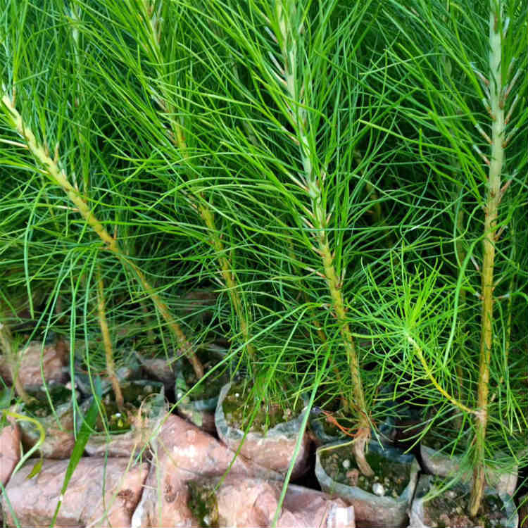 供应1-3年湿地松杯苗 百万湿地松袋苗待售