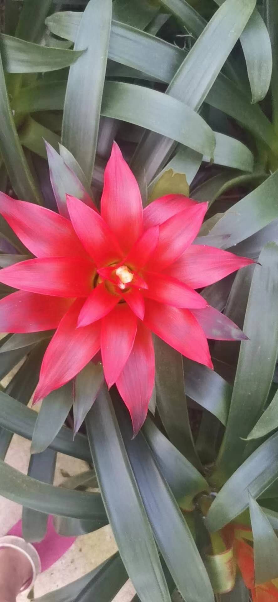 凤梨花小苗 凤梨花幼苗 凤梨花小苗价格