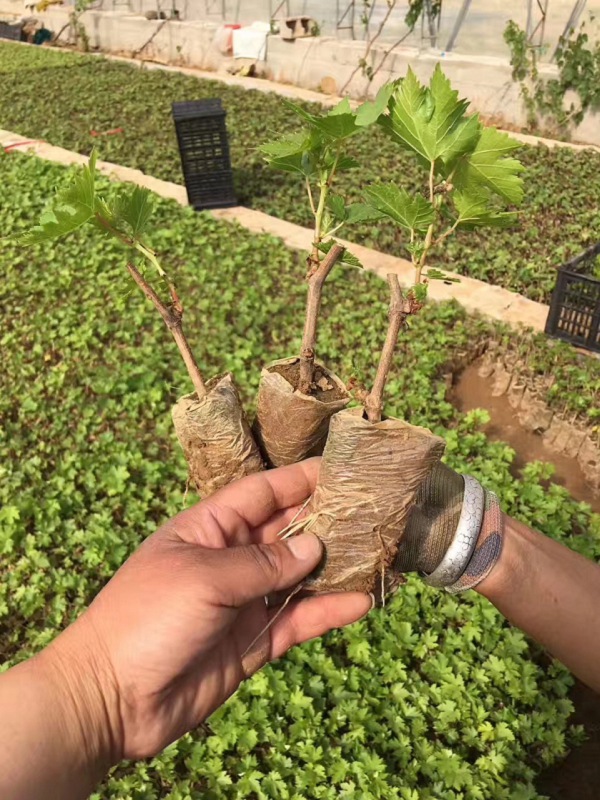 當年葡萄苗賣價 黑色甜菜葡萄苗優質好苗木種植