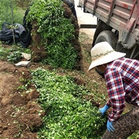 扶芳藤种植基地 扶芳藤苗批发价格