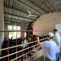 湖南湘美黑山羊养殖基地  湘美黑山羊养殖，秋季饲喂放牧要点