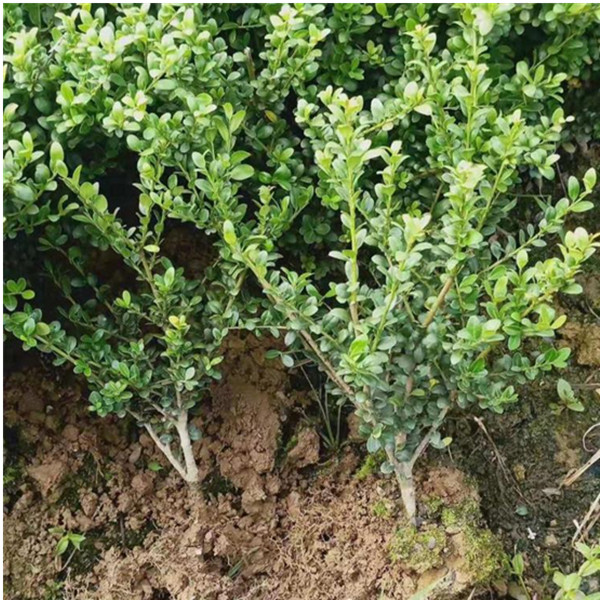 龟甲冬青农户龟甲冬青苗价格报价